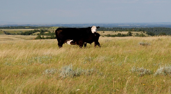 Sold! Montana’s Historic Horse Ranch