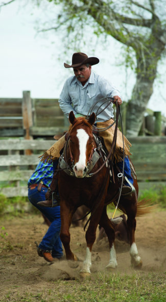 A good working cow horse, such as this son of Marsala Red, is a KineÃ±o’s most valuable tool.
