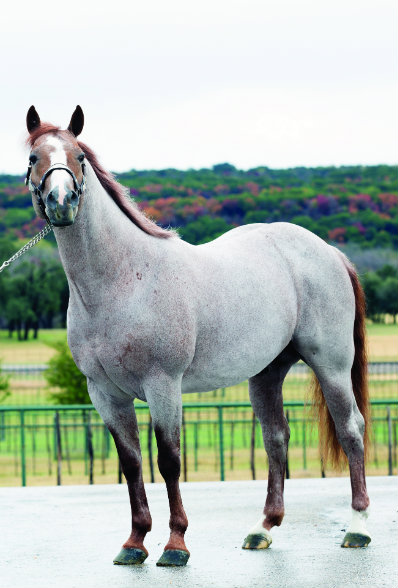 When Alice Walton’s Rocking W Ranch announced its dispersal sale, King Ranch set its sights on a single stallion: The Boon.