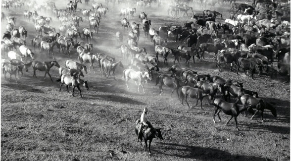 This classic Toni Frissell still from 1943 captures KineÃ±os moving a remuda of cow horses at daybreak.