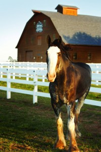 Built in 1936, the Express Clydesdale Barn was meticulously restored by a crew of Amish carpenters brought in by Bob Funk.