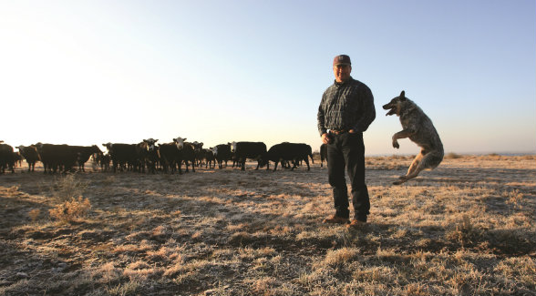 After feeding cattle on a cold winter morning, Bubba Withers enjoys a mirth-filled moment on the Four Sixes as chronicled in Working Dogs of Texas.