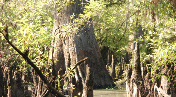 Pineywoods Mitigation Bank