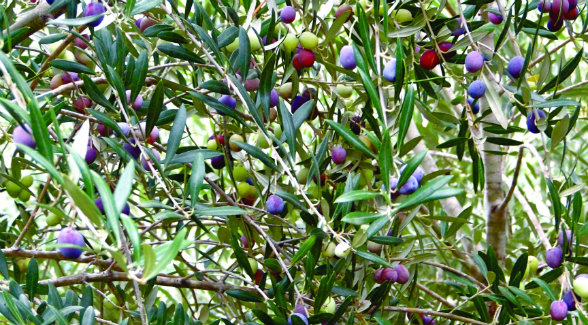 One typically finds riper, darker olives at the top of a tree. Farther down greener olives predominate, clustered below in the shade.