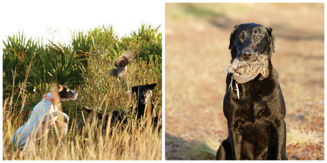 A timeless tradition perfected at Pine Creek: the pointing dogs do the finding, and the retrievers do the fetching.