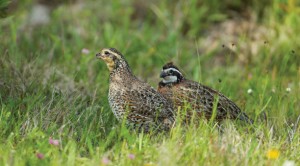 Increasingly rare and enormously valuable, coastal holdings such as Powderhorn Ranch are a haven for game, upland birds, and waterfowl, an attribute that makes the 17,351-acre tract even more appealing as a state wildlife management area.