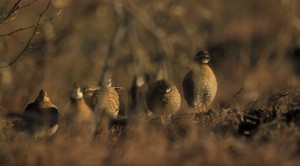 Year in and year out, Mesa Vista ranch boasts some of the country's most consistent bobwhite hunting. Most years, 20-covey days are the norm.