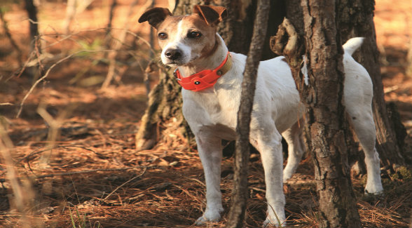 RatTerrier_lg