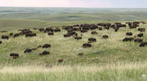 Formerly known as the Triple U, the Standing Butte Ranch’s 46,000 acres are native prairie grassland that has never been scarred by disc or blade.