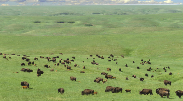 A severe winter storm in 1966 convinced the Houcks to replace their cattle with bison.