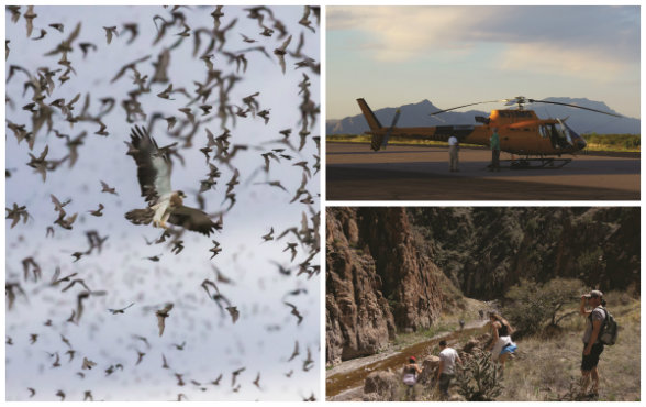 ABOVE: Five million bats take flight each night on the Armendaris, a spectacle that draws eager photographers and hungry hawks. OPPOSITE TOP: Going airborne is often the best way to experience portions of the vast ranches. OPPOSITE BELOW: Hikers on the Ladder Ranch descend to North Palomas Creek.