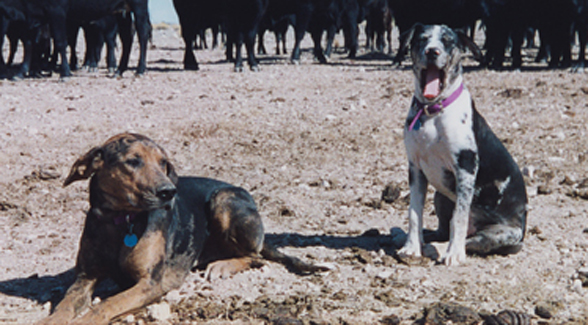 Catahoulas