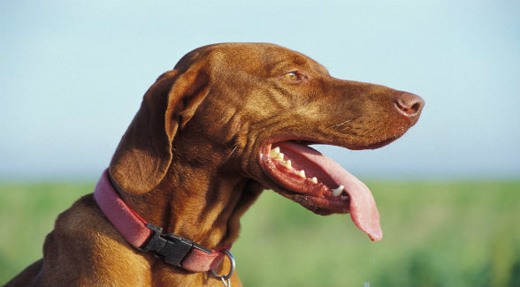 Land’s Best Friend: The Vizla