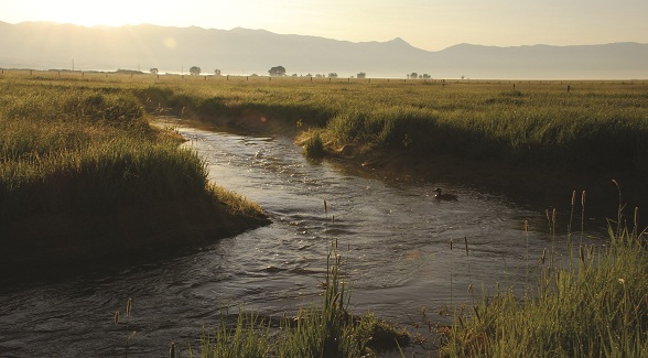 The Driving Force of All Nature? Water!