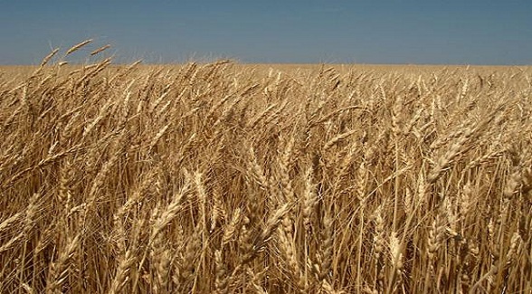  For Sale: Cropland in Eastern Colorado and Western Kansas