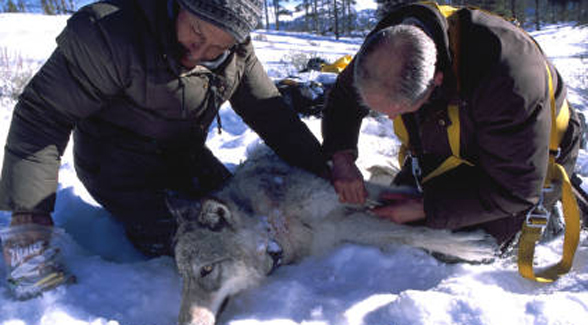 Biologists with tranquilized gray wolf