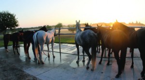 A pony line at the wash rack after morning sets.