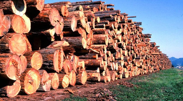 Housing Rebound Revives Timber Industry