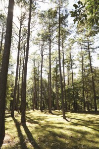 In addition to longleaf and loblolly pine, Charlane is blessed with red oaks, white oaks, laurel oaks, and water oaks as well as elm and poplar. One of the many ornamentals that can be found is dogwood, which colors the landscape in spring and fall. 