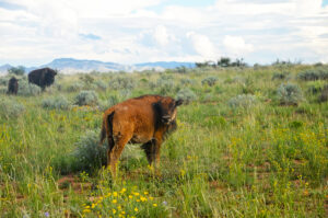 Ted Turner Reserves, Hacienda at Aremendaris, Aremendaris, Ted Turner, Bison Calf