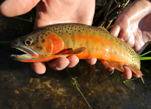 Ted Turner Reserves, Hacienda at Aremendaris, Aremendaris, Ted Turner, Rio Grand Cutthroat, Troat