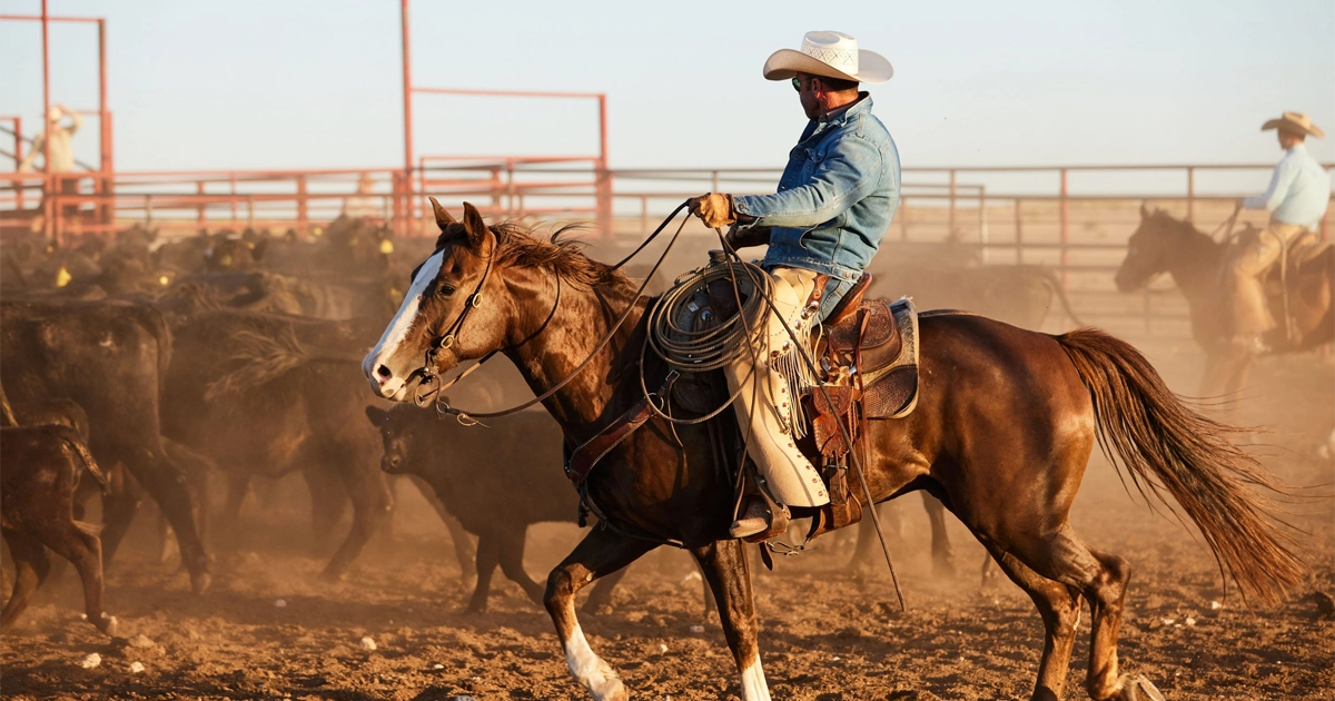 taylor sheridan on horse