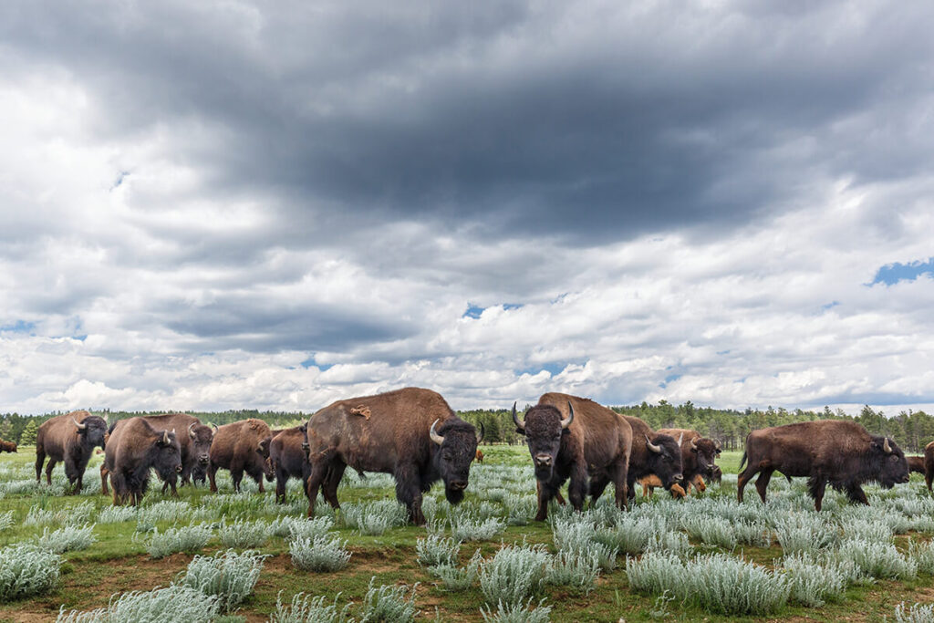 LR TedTurnerReserves 01 1