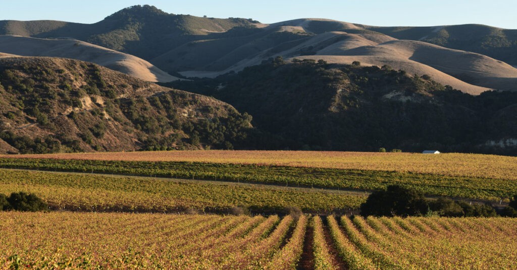 LR Rancho Sisquoc Vineyard Land Report, Rancho Sisquoc Vineyard, Rancho Sisquoc Winery, Rancho Sisquoc, Steve McCrank