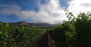LR Rancho Sisquoc Vineyards copy