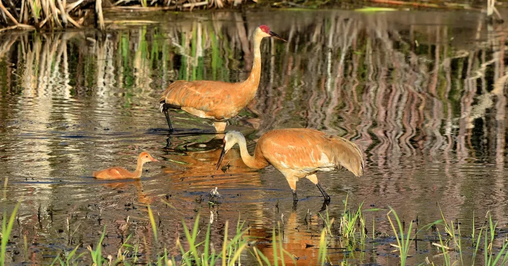 sandhill cranes, cranes