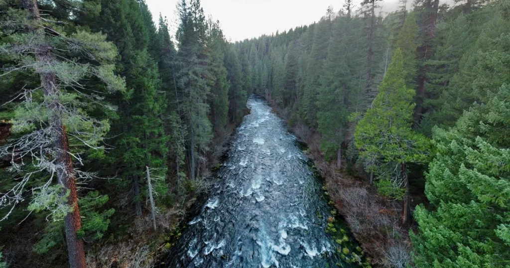 Hearst Forests, McCloud River