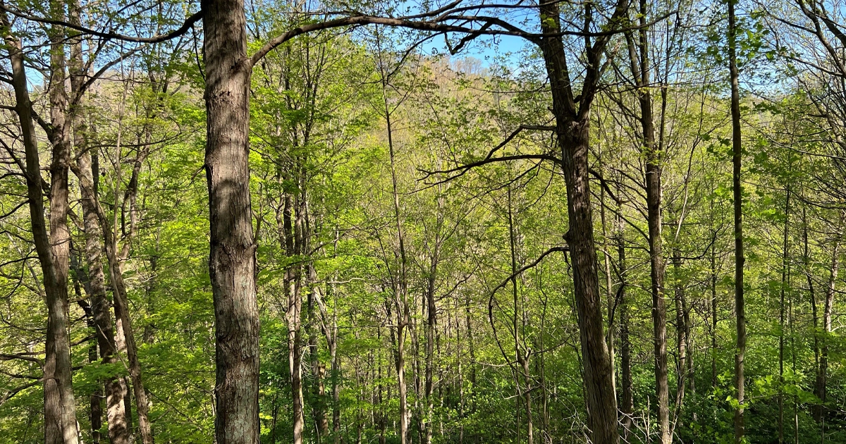 LR_MidvaleCollieryCo-09
