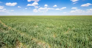 Trianglee Realty, Colorado, Land Auction,