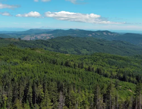 2023 Timberland Deal of the Year Deep River Woods