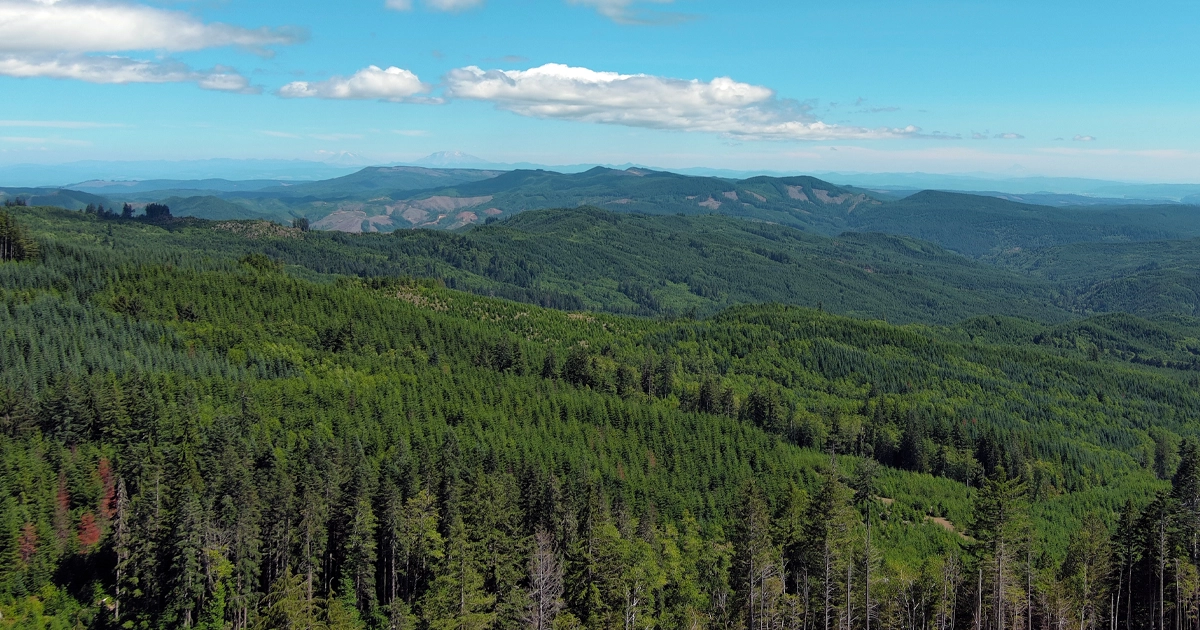 Land Report, Deal of the Year, Timberland, 2024