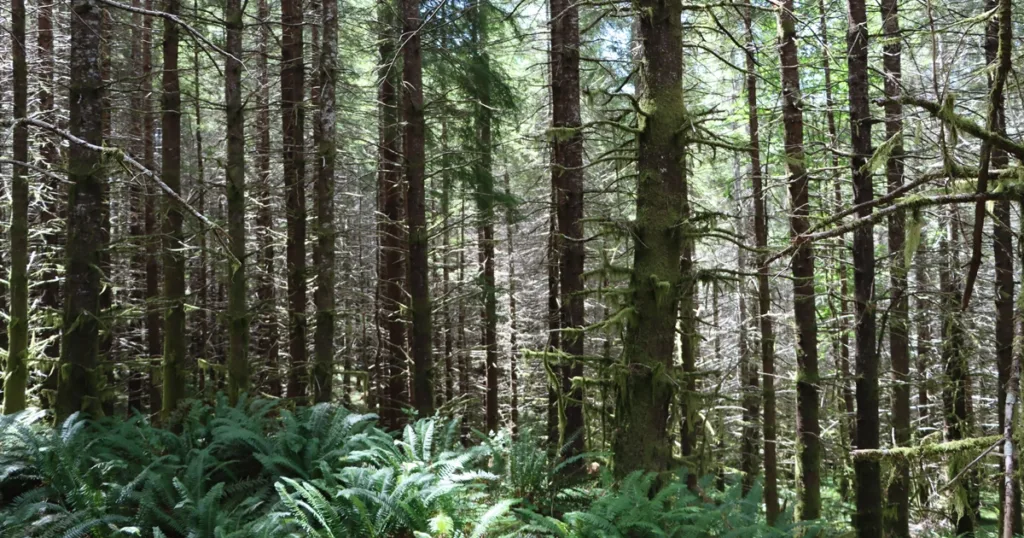 Land Report, Deal of the Year, Timberland, 2024