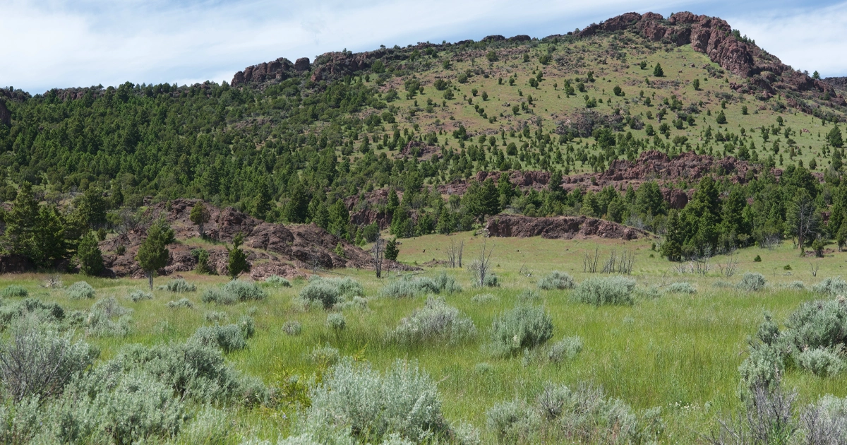 LR_PrestigeAuction-Montana-08