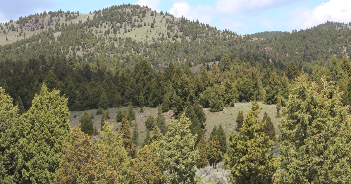 LR_PrestigeAuction-Montana-11