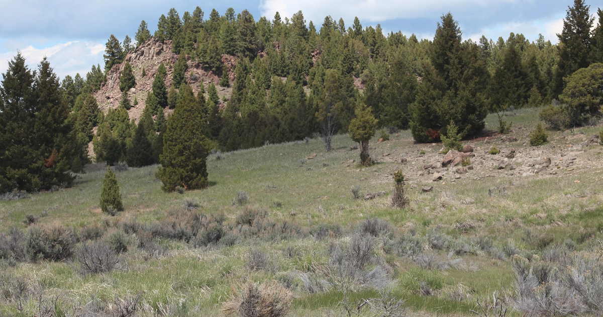 LR_PrestigeAuction-Montana-12