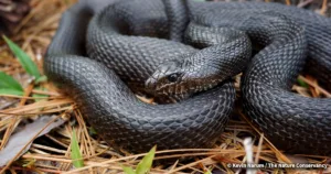 black pinesnake, pinesnake, snake, property rights