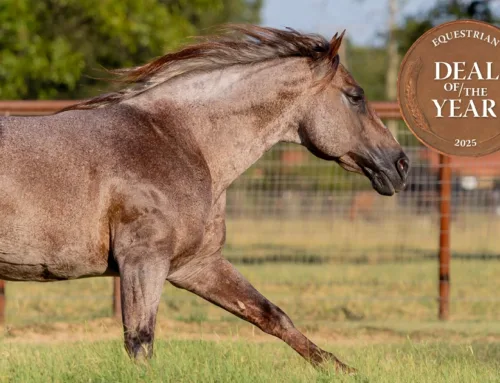 2025 Equestrian Deal of the Year:  Theorem Ranch Snaps Up TR9